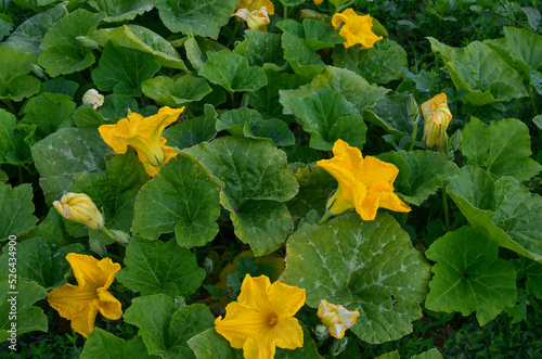 blooming pumpkin.yellow pumpkin flowers with green leaves.