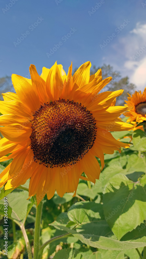 Field of bright yellow sunflowers (many flowers) against blurred trees Field of bright yellow sunflowers (many flowers) against blurred trees
