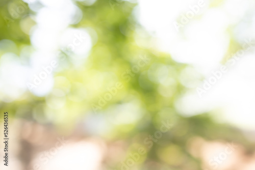 Nature blurred light abstract background. Natural outdoors bokeh background, Blurred forest background