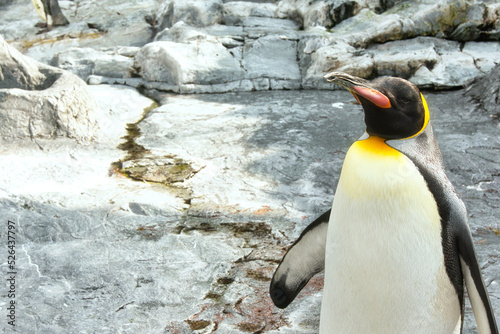 ペンギン