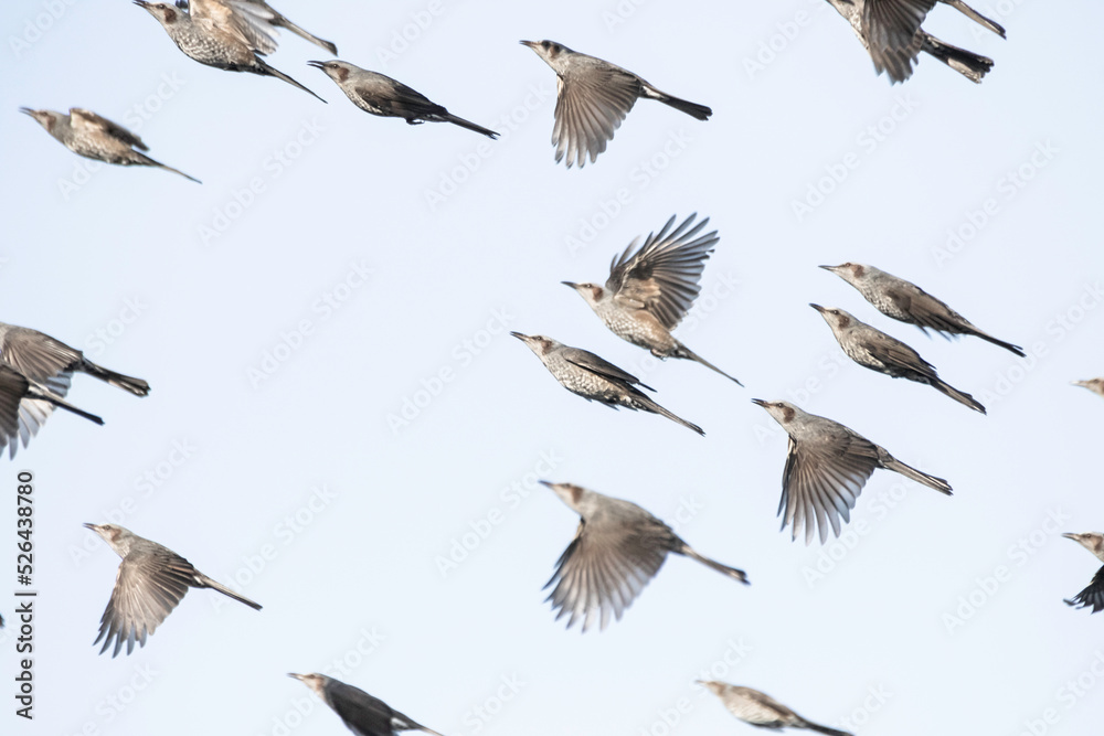ヒヨドリは渡り鳥か | ヒヨドリ 営巣 – XILY