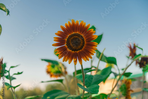 Kwiat ozdobnego słonecznika w słoneczny dzień. Środek kwiatu jest ciemny, płatki mają czerwono żółte zabarwienie.