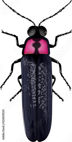 firefly ホタル