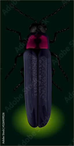 firefly night ホタル 夜