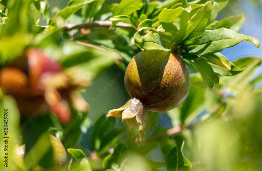 Pomegranate on tree branches in summer. Pomegranate on tree branches in summer.