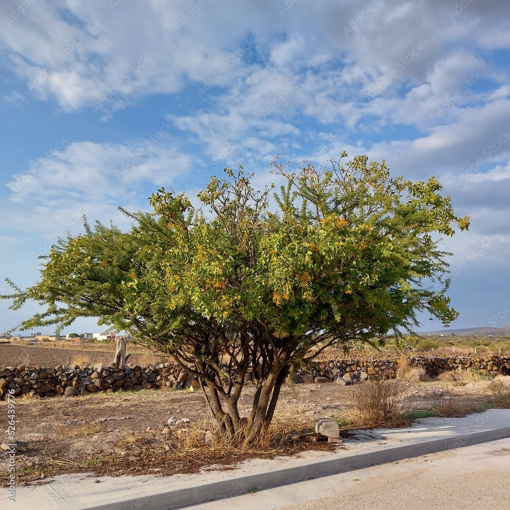Fototapeta premium tree in the desert