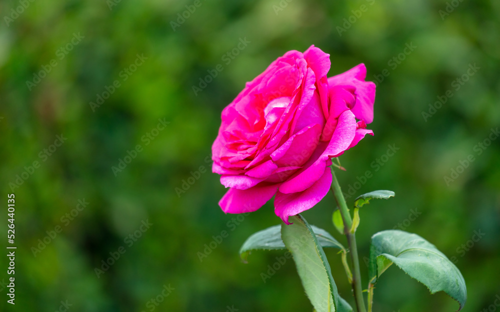 Beautiful decorative rose in the park.