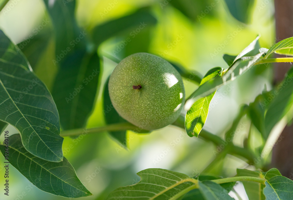 Green walnut fruits on the branches of a tree. Green walnut fruits on the branches of a tree.