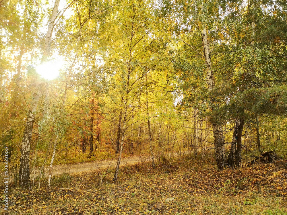Fototapeta premium Yellow birches in the forest in autumn.
