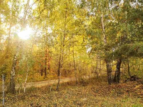 Fototapeta Naklejka Na Ścianę i Meble -  Yellow birches in the forest in autumn.
