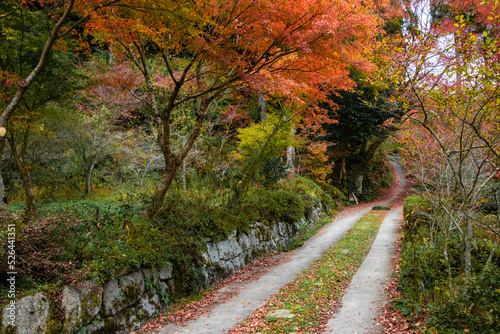 紅葉と道