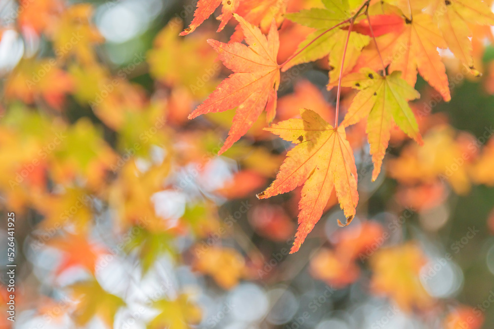 紅葉 紅葉
