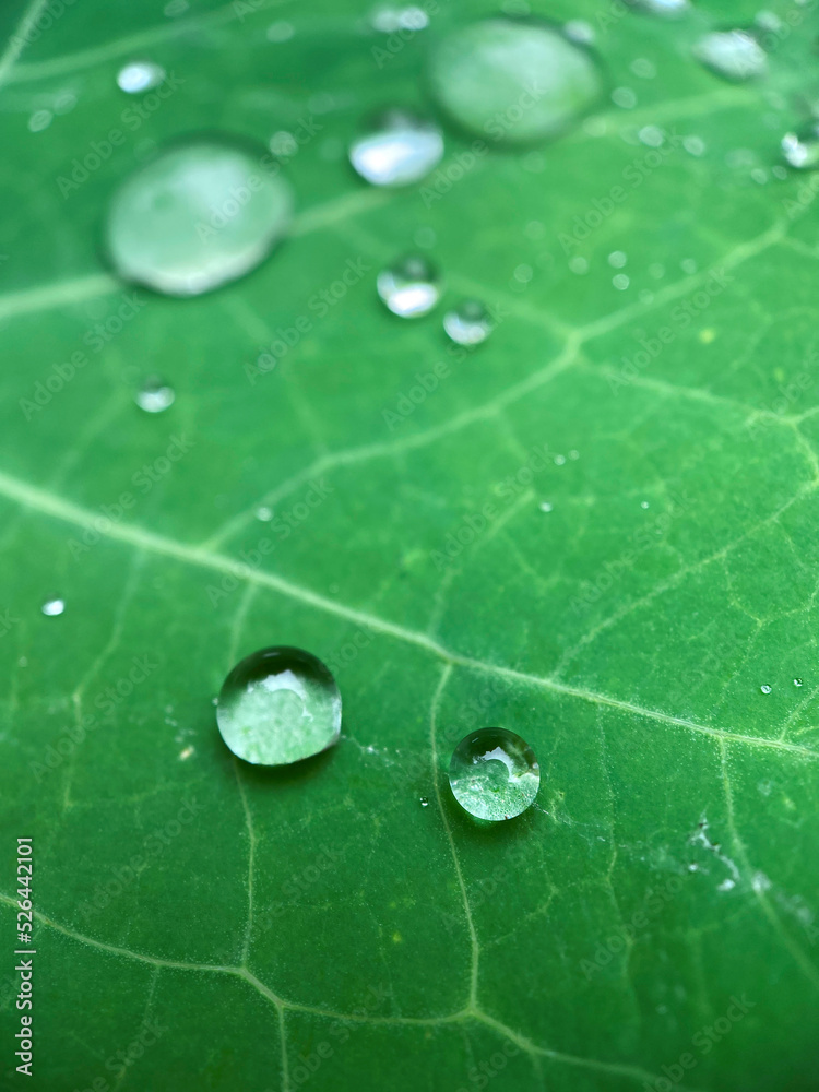 Macro view of fresh green leaf with dew drops natural background wallpaper. Macro view of fresh green leaf with dew drops natural background wallpaper.