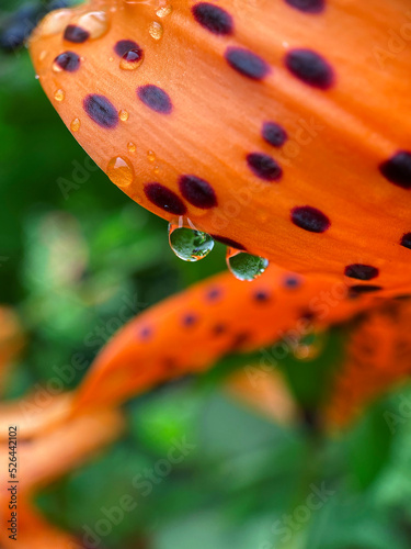 Close up or macro view of wet orange lily flower background or wallpaper. photo