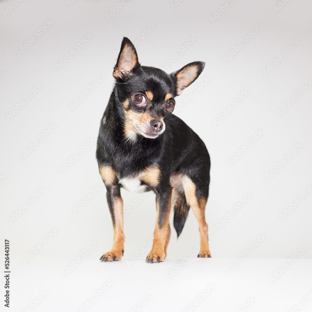 Young black chihuahua in studio white background
