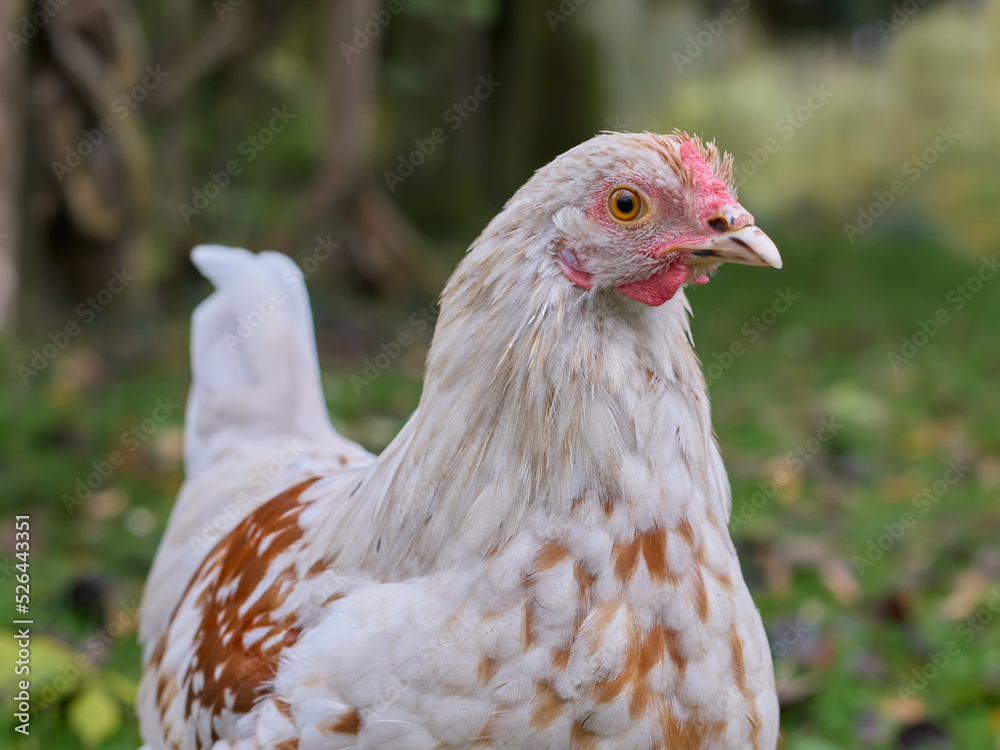 Young white rooster of Polish chicken