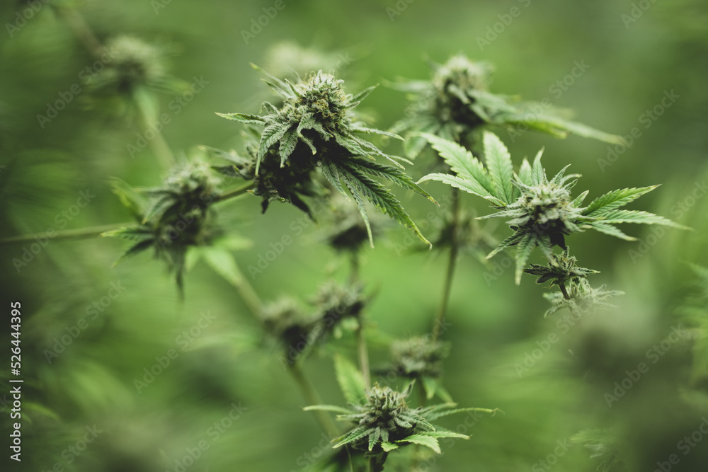 cannabis leaf are growth in a hemp agriculture plant farm, nature marijuana or sativa ganja weed green herb for using for medical drug in science laboratory background, lab research for medicine oil cannabis leaf are growth in a hemp agriculture plant farm, nature marijuana or sativa ganja weed green herb for using for medical drug in science laboratory background, lab research for medicine oil