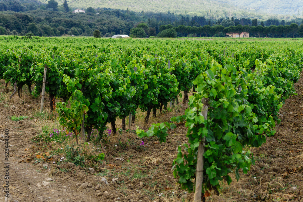 campo de vides (Vignoble du Languedoc-Rousillon) , pirineos orientales,Francia, europa