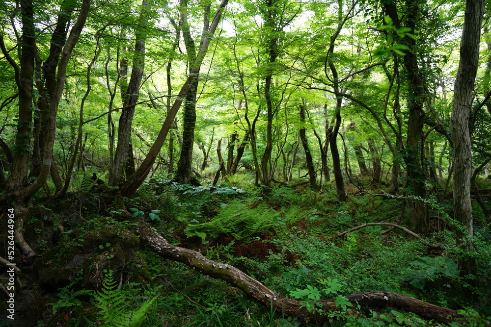 Obraz premium dense wild forest in springtime