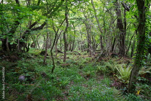 dense wild forest in springtime