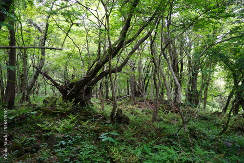 old trees in spring forest