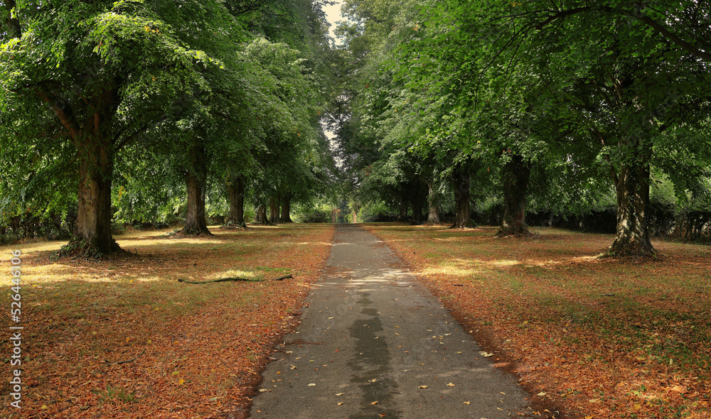 Nature - Avenue of Lime trees