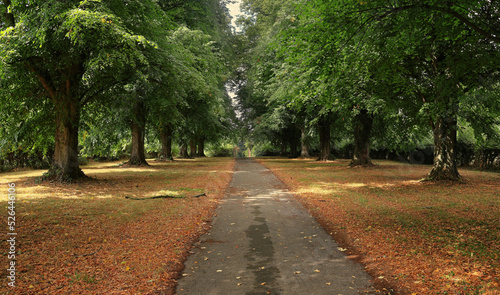 Nature - Avenue of Lime trees