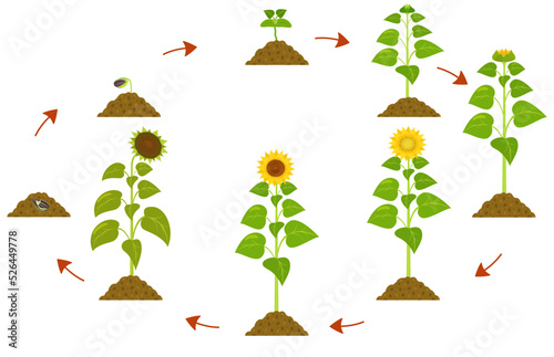 Sunflower life cycle. Infographic of plant growth stages from seed to maturity.