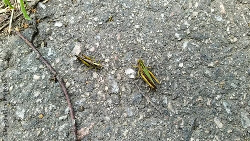 two grasshoppers on asphalt at daytime