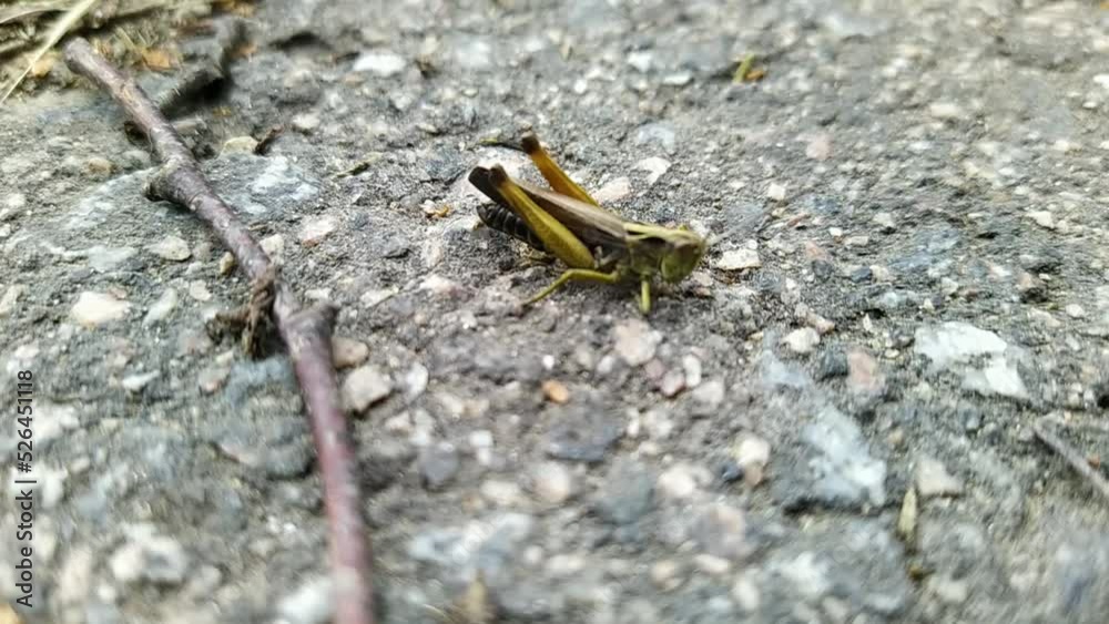 grasshopper on the pavement at daytime grasshopper on the pavement at daytime