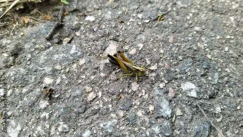 grasshopper on the pavement at daytime