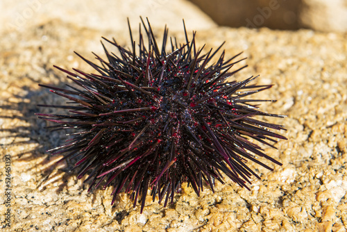 black and red sea urchin