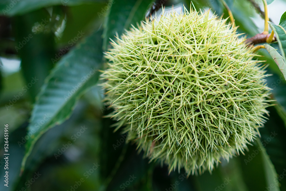 close up of a unripe chestnut
