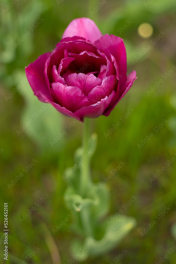 Obraz premium Burgundy lush tulip. Pink tulips in a flower bed. Double Flowering Tulips. Nightwatch Tulip Double Late Midnight Magic. Flowerbed in the garden. Beautiful spring flowers. Floral background. Gardening