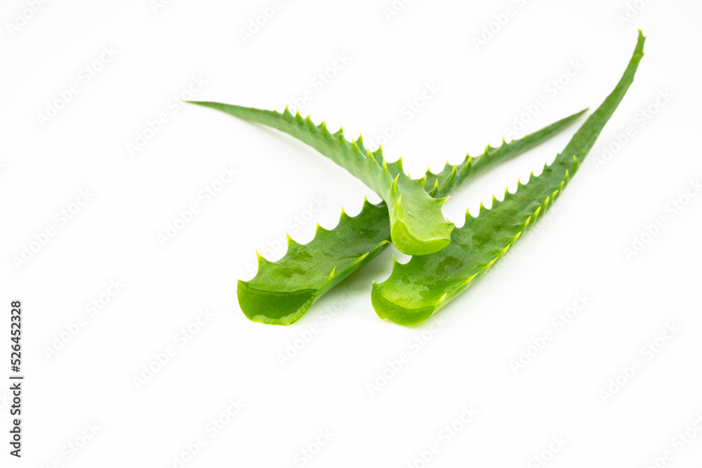 Naklejka premium Leaves of aloe vera, isolated on a white background.