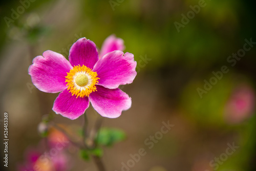 flower in colors of rainbow