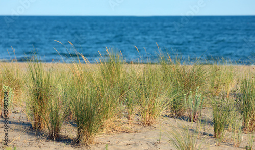 grass bushes that arise from the sandy dune and the sea i