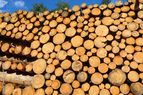 pile of logs sawn by the lumberjacks Ready to be processed