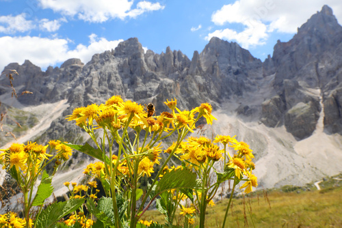 yellow flowers of arnica montana and the dolomites mountains in the background in italy photo