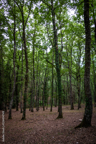 trees in the woods