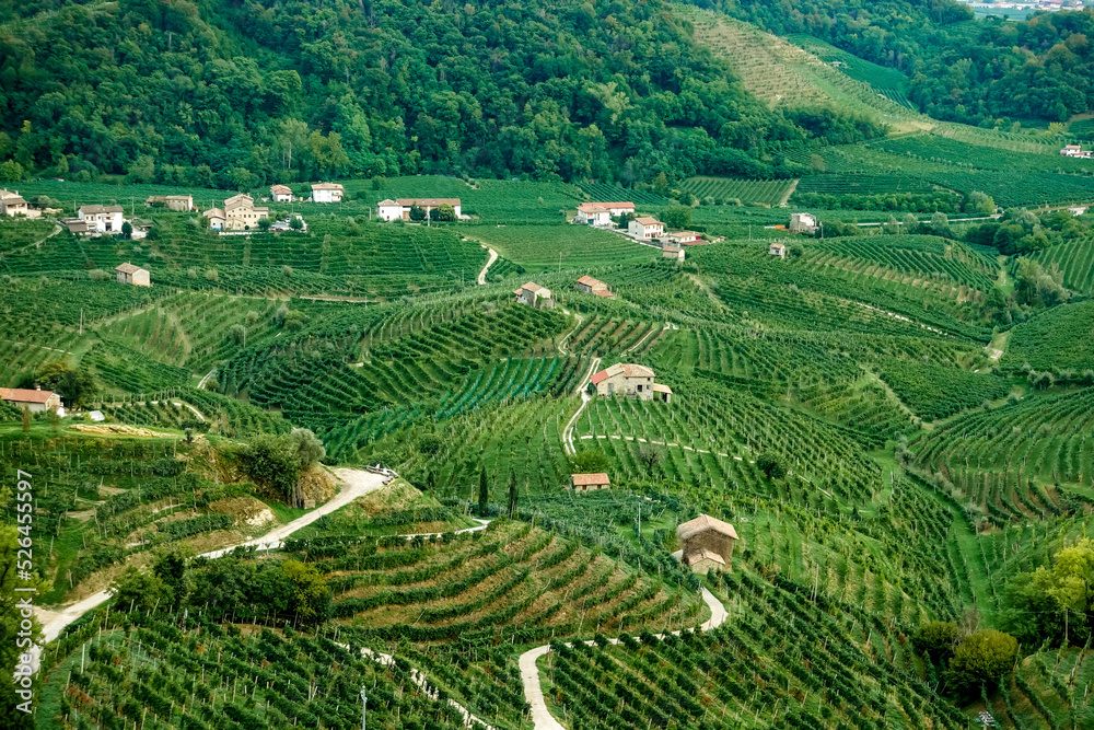 Aerial view over Valdobbiadene UNESCO world heritage valley of rows of grape vines of  a vineyard with ripe grapes 