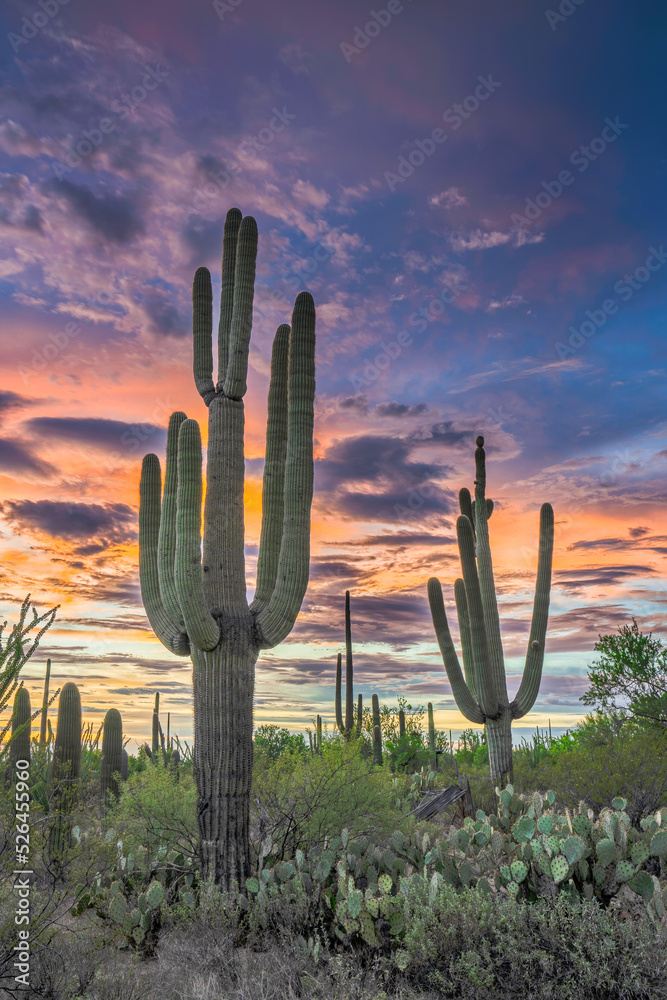 Sunset in the Saguaro National Park with Cacti in the foreground, Saguaro West, colourful evening sky in the Sonora Desert