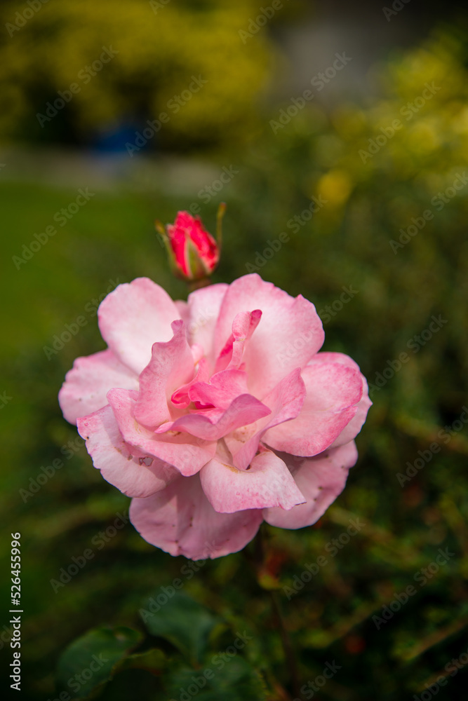 garden rose