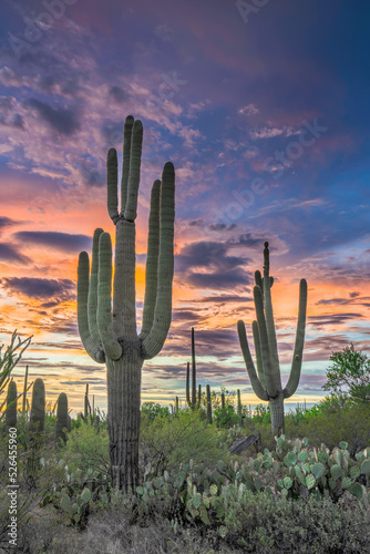 Sunset in the Saguaro National Park with Cacti in the foreground, Saguaro West, colourful evening sky in the Sonora Desert