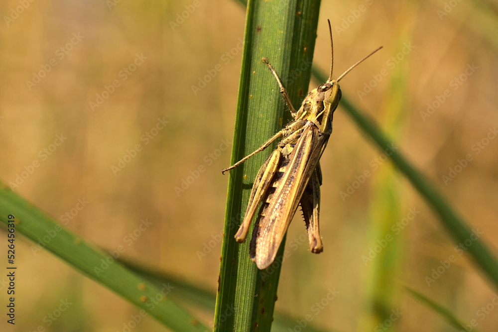 A cricket grasshopper among the grasses on a sunny day. A cricket grasshopper among the grasses on a sunny day.
