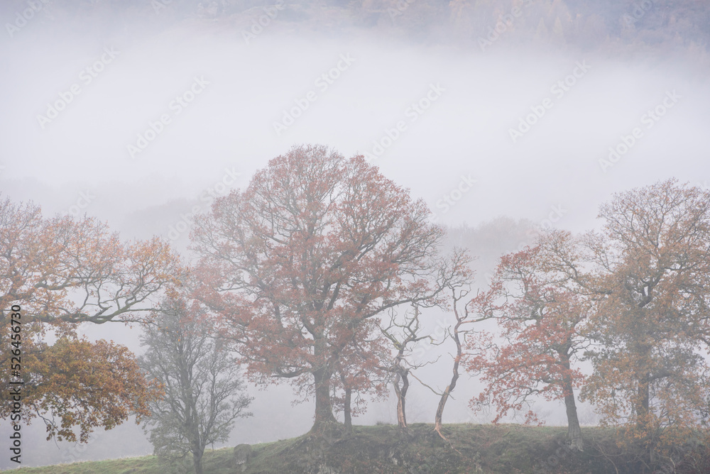 Beautiful Autumn landscape image of River Brathay in Lake District lookng towards Langdale Pikes with fog across river and vibrant woodlands Beautiful Autumn landscape image of River Brathay in Lake District lookng towards Langdale Pikes with fog across river and vibrant woodlands