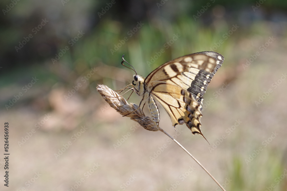 Fototapeta premium Papillon machaon sur une tige