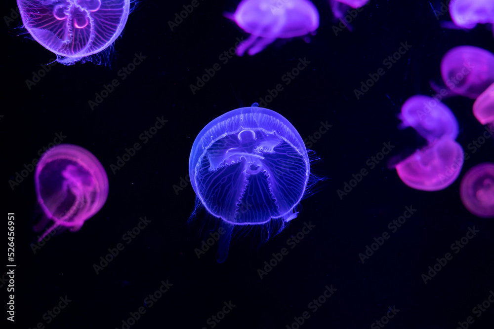 Colorful jellyfish closeup with dark background Colorful jellyfish closeup with dark background