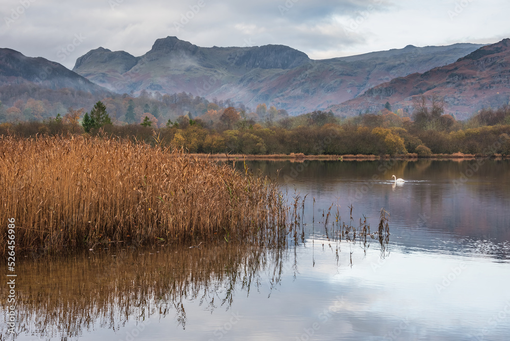 Beautiful Autumn landscape image of River Brathay in Lake District lookng towards Langdale Pikes with fog across river and vibrant woodlands