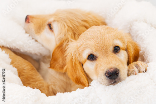 Cute Golden puppy on white background. Hovawars breed. cute young puppy. purebred puppies. Funny head shot of cute golden puppy. Looking curious towards camera. banner